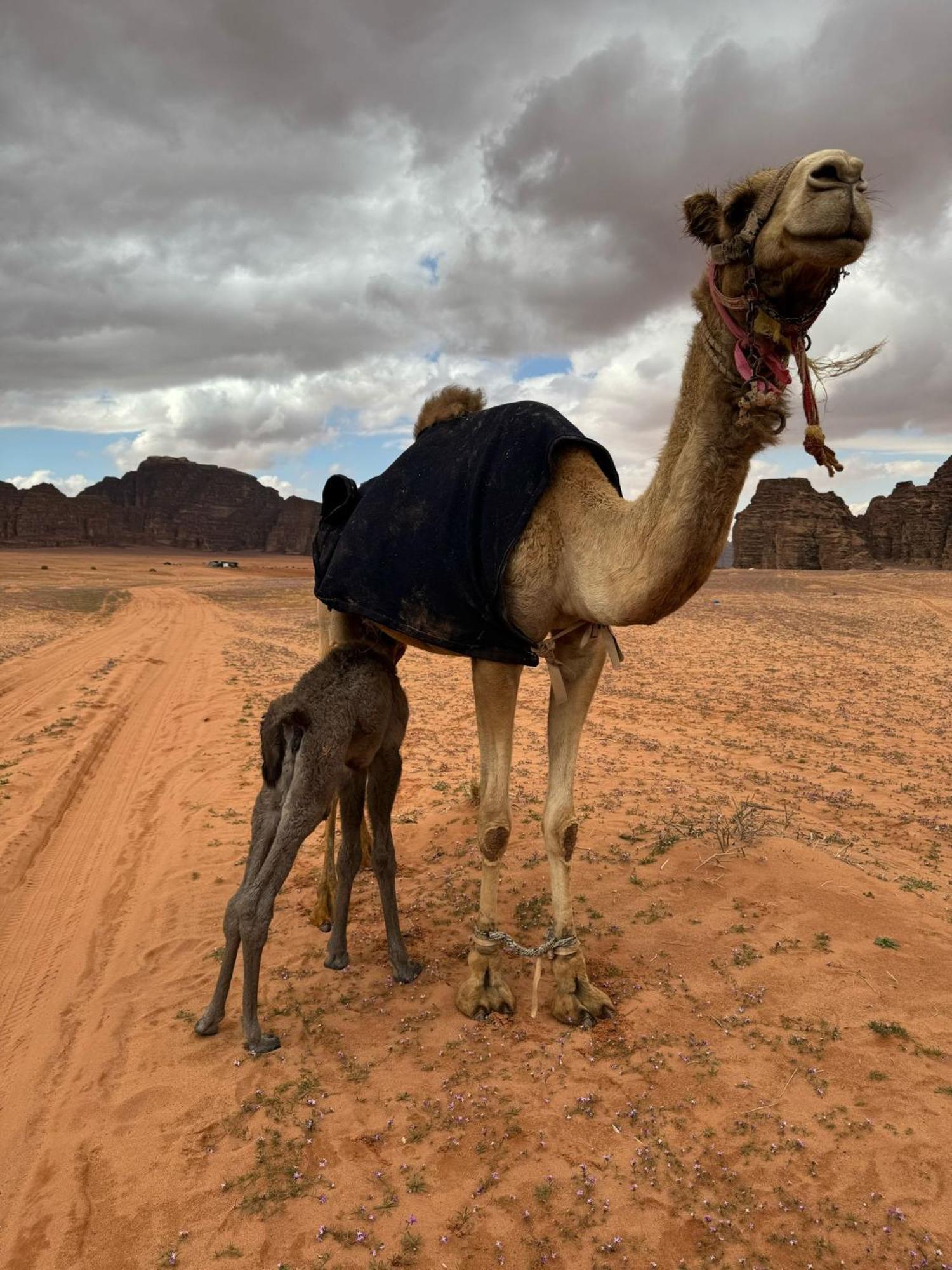 Sunrise Luxury Camp Hotel Wadi Rum Eksteriør billede