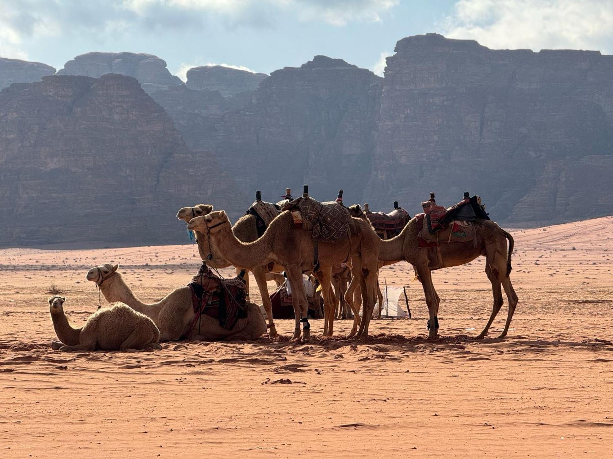 Sunrise Luxury Camp Hotel Wadi Rum Eksteriør billede